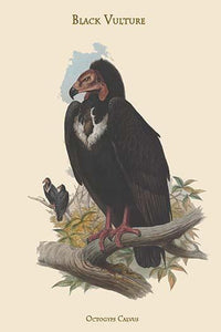Octogyps Calvus - Black Vulture Poster Print by John Gould