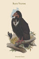 Octogyps Calvus - Black Vulture Poster Print by John Gould