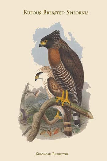 Rufous-Breasted Spilornis Poster Print by John Gould