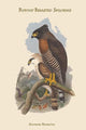 Rufous-Breasted Spilornis Poster Print by John Gould
