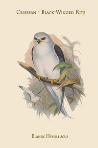Elanus Hypoleucus Black-Winged Kite Art Print by John Gould