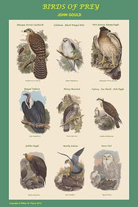Composite Vertical Birds of Prey Fine Art Print by John Gould