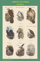 Composite Vertical Birds of Prey Fine Art Print by John Gould