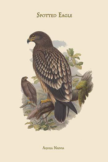 Aquila Naevia - Spotted Eagle Poster Print by John Gould