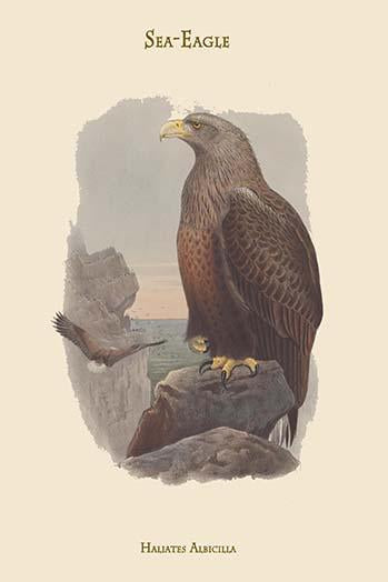 Haliates Albicilla Sea Eagle Poster Print by John Gould