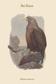 Haliates Albicilla Sea Eagle Poster Print by John Gould