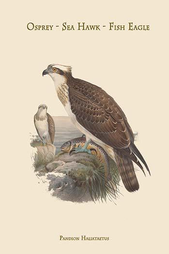 Osprey Poster Print by John Gould featuring Pandion Haliataetus