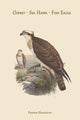 Osprey Poster Print by John Gould featuring Pandion Haliataetus