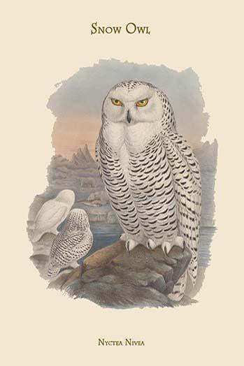 Nyctea Nivea Snow Owl Poster Print by John Gould