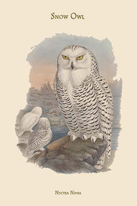Nyctea Nivea Snow Owl Poster Print by John Gould