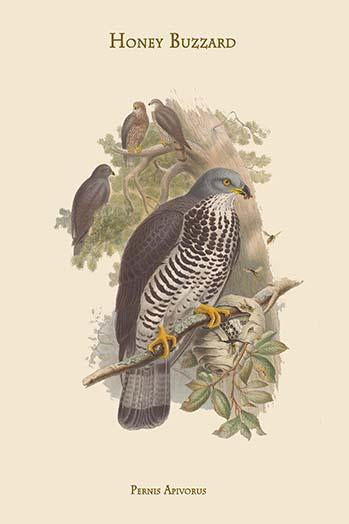 Pernis Apivorus Honey Buzzard Poster Print by John Gould