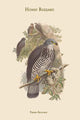 Pernis Apivorus Honey Buzzard Poster Print by John Gould