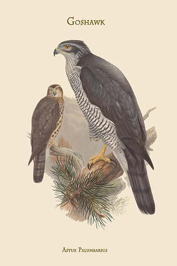 Astur Palumbarius Goshawk Poster Print by John Gould
