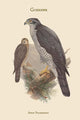Astur Palumbarius Goshawk Poster Print by John Gould