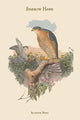 Accipitur Nisus Sparrow Hawk Art Print by John Gould