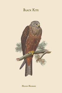 Milvus Migrans Black Kite Poster Print by John Gould, showcasing a beautiful bird in flight.