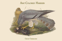 Circus Cineraceus - Ash-Colored Harrier Art Print by John Gould