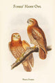 Ninox Forbesi - Forbes' Hawk-Owl Poster Print by John Gould