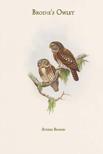 Brodie's Owlet Vintage Art Print by John Gould showcasing intricate details of nature.