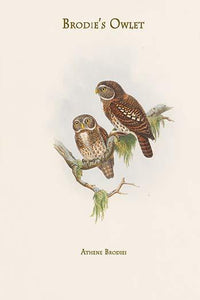 Brodie's Owlet Vintage Art Print by John Gould showcasing intricate details of nature.