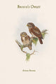 Brodie's Owlet Vintage Art Print by John Gould showcasing intricate details of nature.
