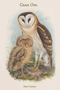 Strix Candida Grass Owl Poster Print by John Gould