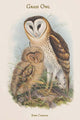 Strix Candida Grass Owl Poster Print by John Gould