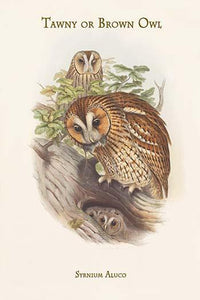 Syrnium Aluco - Tawny or Brown Owl vintage art print by John Gould.
