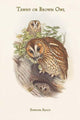 Syrnium Aluco - Tawny or Brown Owl vintage art print by John Gould.