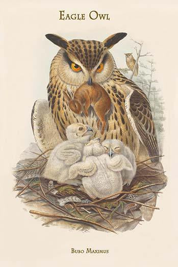 Bubo Maximus Eagle Owl vintage art print by John Gould.