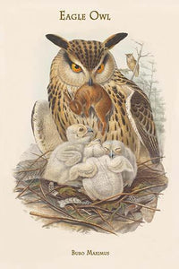 Bubo Maximus Eagle Owl vintage art print by John Gould.