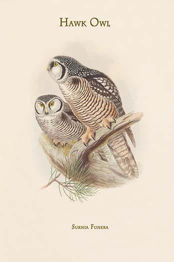 Surnia Funera - Hawk Owl vintage art print by John Gould
