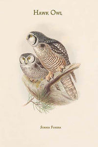 Surnia Funera - Hawk Owl vintage art print by John Gould