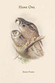 Surnia Funera - Hawk Owl vintage art print by John Gould