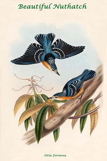 Sitta Formosa Beautiful Nuthatch Poster Print by John Gould