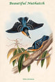 Sitta Formosa Beautiful Nuthatch Poster Print by John Gould
