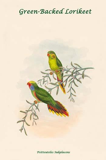 Green-Backed Lorikeet Poster Print by John Gould, showcasing vibrant colors and details.