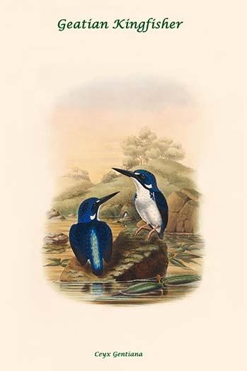 Ceyx Gentiana - Geatian Kingfisher Poster Print by John Gould