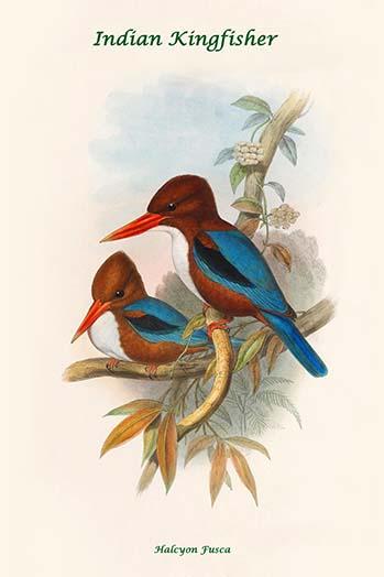 Halcyon Fusca Indian Kingfisher Poster Print by John Gould