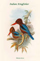 Halcyon Fusca Indian Kingfisher Poster Print by John Gould