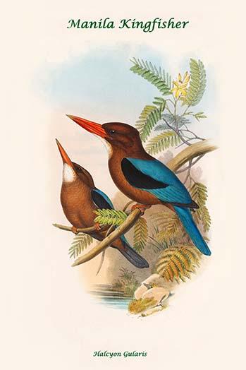 Halcyon Gularis Manilla Kingfisher Poster Print by John Gould