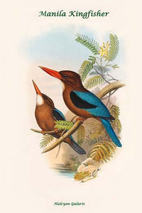Halcyon Gularis Manilla Kingfisher Poster Print by John Gould