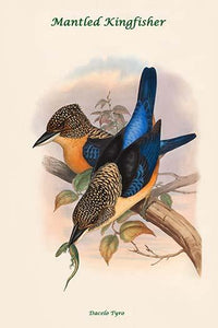 Dacelo Tyro - Mantled Kingfisher art print by John Gould