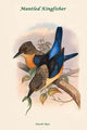 Dacelo Tyro - Mantled Kingfisher art print by John Gould