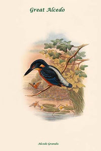 Alcedo Grandis - Great Alcedo Poster Print by John Gould
