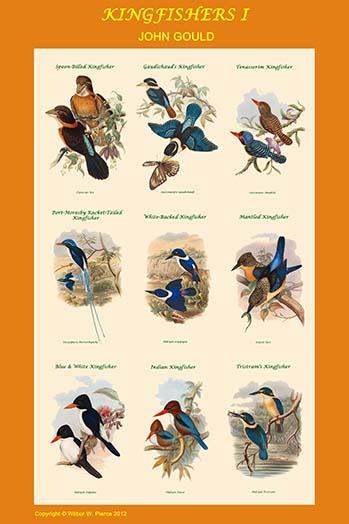 Composite Kingfisher Poster Print showcasing vibrant colors and details
