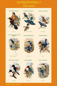 Composite Kingfisher Poster Print showcasing vibrant colors and details