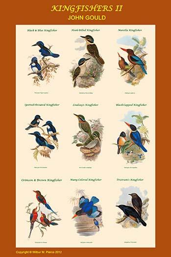 Composite Kingfisher Poster Print by John Gould displaying vibrant colors and intricate details.