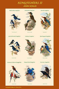 Composite Kingfisher Poster Print by John Gould displaying vibrant colors and intricate details.
