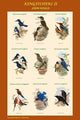 Composite Kingfisher Poster Print by John Gould displaying vibrant colors and intricate details.